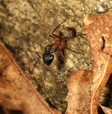 Camponotus chromaiodes photo 85