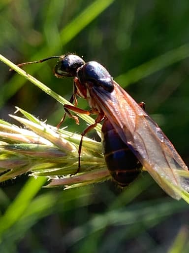 Camponotus chromaiodes photo 87