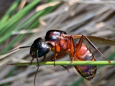 Camponotus chromaiodes photo 88
