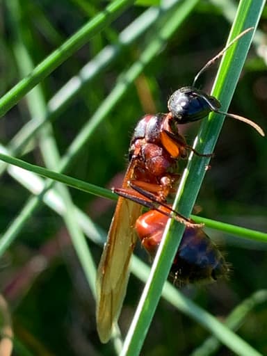 Camponotus chromaiodes photo 89