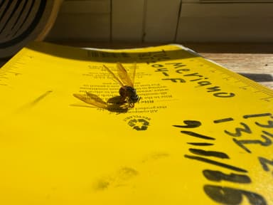Camponotus chromaiodes photo 91
