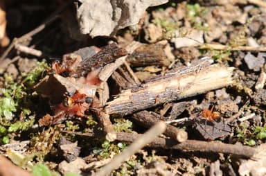 Camponotus chromaiodes photo 92