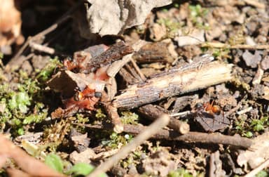 Camponotus chromaiodes photo 93
