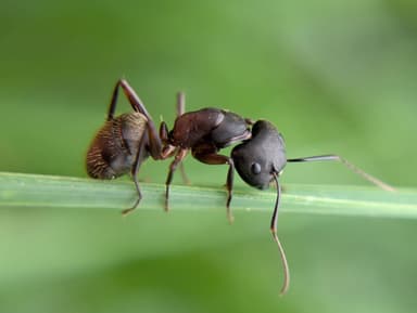 Camponotus chromaiodes photo 95