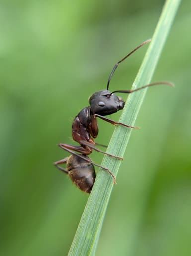 Camponotus chromaiodes photo 96