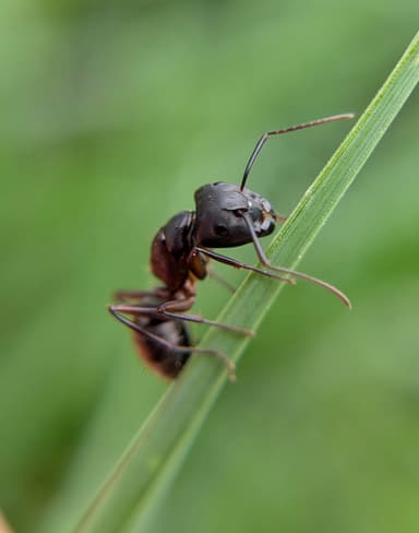 Camponotus chromaiodes photo 98