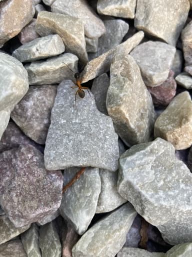Camponotus chromaiodes photo 99