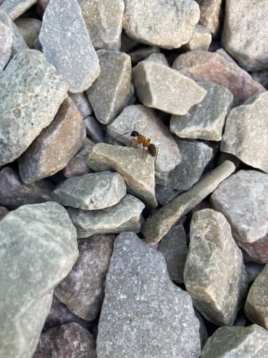 Camponotus chromaiodes photo 100