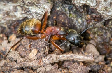 Camponotus chromaiodes photo 103