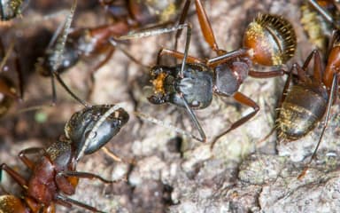 Camponotus chromaiodes photo 104