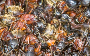 Camponotus chromaiodes photo 105
