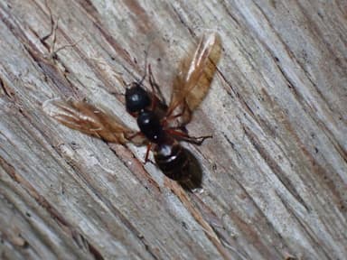 Camponotus chromaiodes photo 106