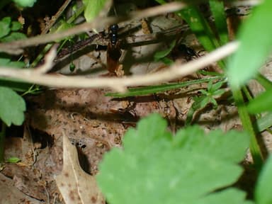 Camponotus chromaiodes photo 107