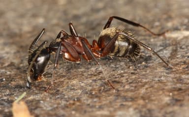 Camponotus chromaiodes photo 109