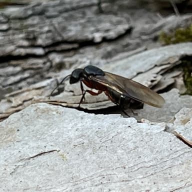 Camponotus chromaiodes photo 110