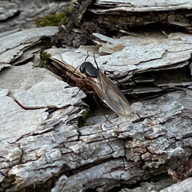 Camponotus chromaiodes photo 111