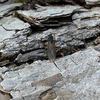 Camponotus chromaiodes photo 112