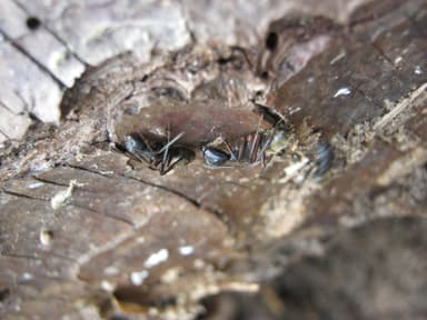 Camponotus chromaiodes photo 114
