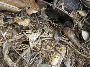 Camponotus chromaiodes photo 115