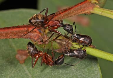 Camponotus chromaiodes photo 116