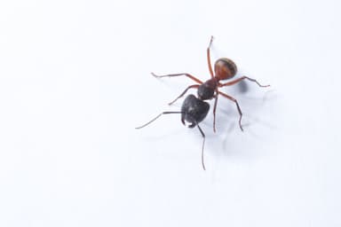 Camponotus chromaiodes photo 117