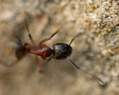 Camponotus chromaiodes photo 119