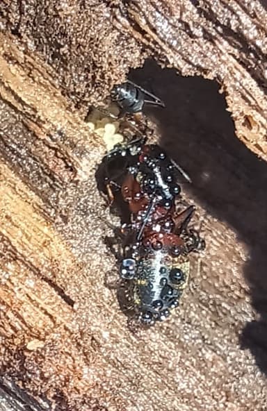 Camponotus chromaiodes photo 120