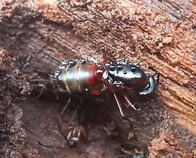 Camponotus chromaiodes photo 121