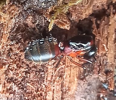 Camponotus chromaiodes photo 122