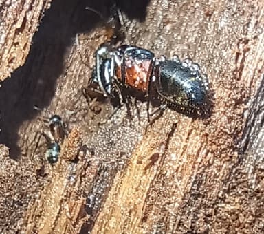 Camponotus chromaiodes photo 123
