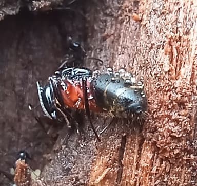 Camponotus chromaiodes photo 124