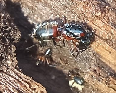Camponotus chromaiodes photo 125