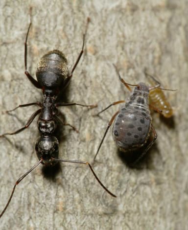 Camponotus chromaiodes photo 126