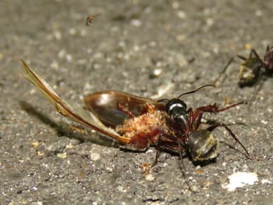 Camponotus chromaiodes photo 130