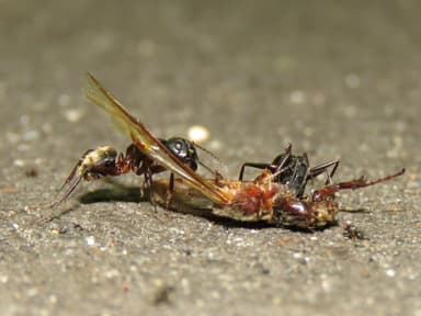 Camponotus chromaiodes photo 131