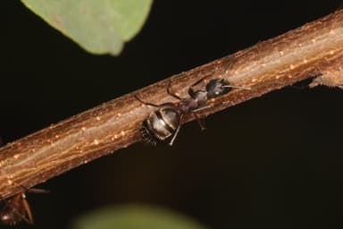 Camponotus chromaiodes photo 132