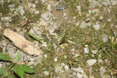 Camponotus chromaiodes photo 135