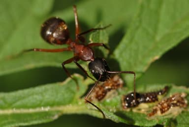 Camponotus chromaiodes photo 136