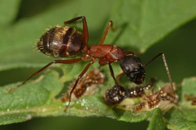 Camponotus chromaiodes photo 137