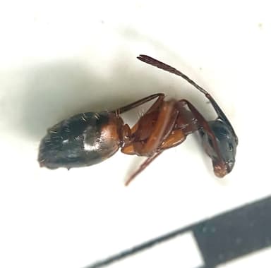 Camponotus chromaiodes photo 138