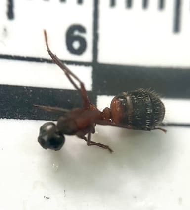 Camponotus chromaiodes photo 140