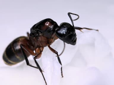 Camponotus chromaiodes photo 143