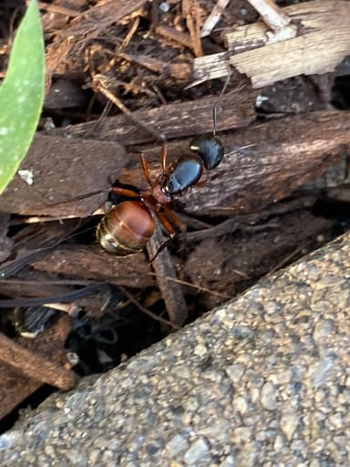 Camponotus chromaiodes photo 144