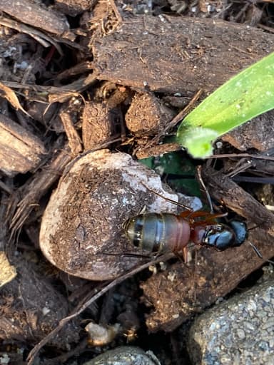 Camponotus chromaiodes photo 145