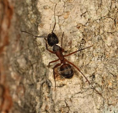 Camponotus chromaiodes photo 147