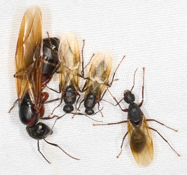 Camponotus chromaiodes photo 148