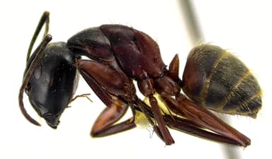 Camponotus chromaiodes photo 149