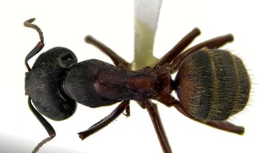 Camponotus chromaiodes photo 150