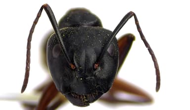 Camponotus chromaiodes photo 151