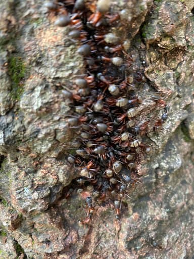 Camponotus chromaiodes photo 152